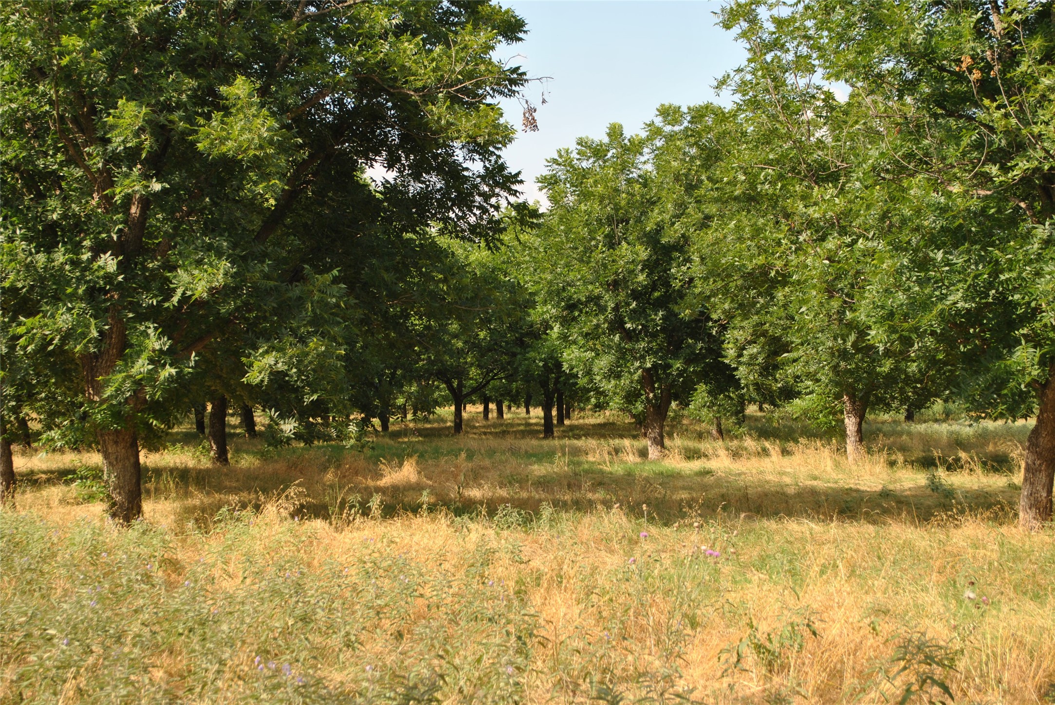 TBD CR 416, Comanche, TX, 76442 | 20960765 | Realty Texas LLC