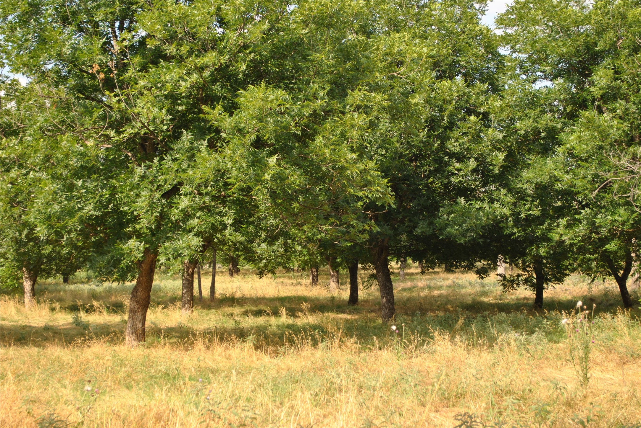 TBD CR 416, Comanche, TX, 76442 | 20960765 | Realty Texas LLC