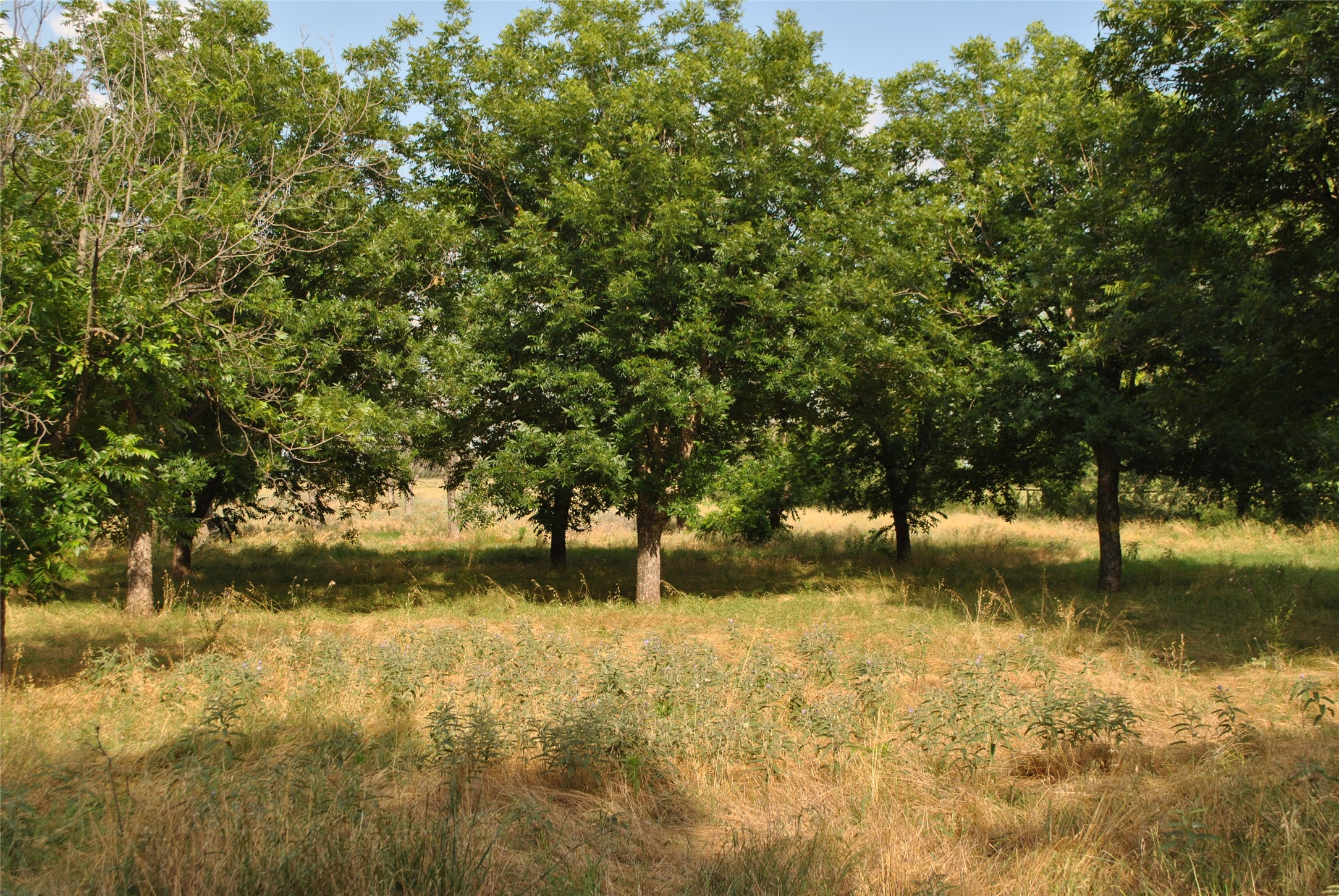 TBD CR 416, Comanche, TX, 76442 | 20960765 | Realty Texas LLC