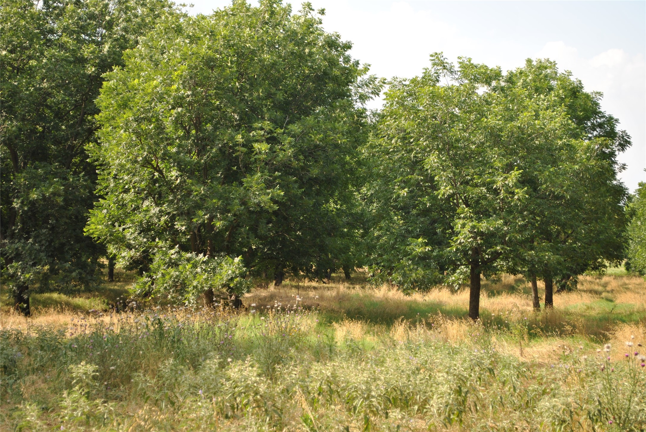TBD CR 416, Comanche, TX, 76442 | 20960765 | Realty Texas LLC