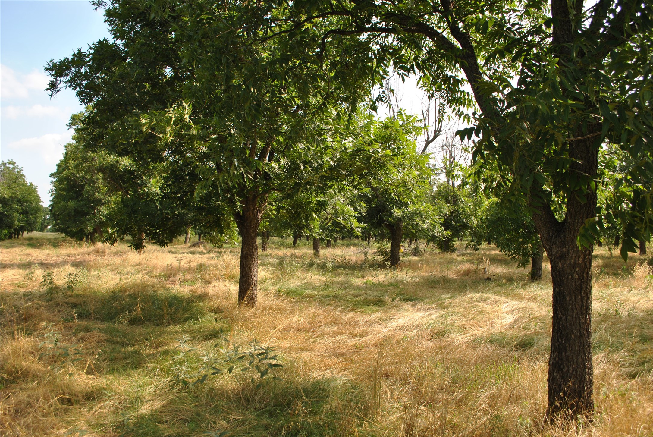 TBD CR 416, Comanche, TX, 76442 | 20960765 | Realty Texas LLC