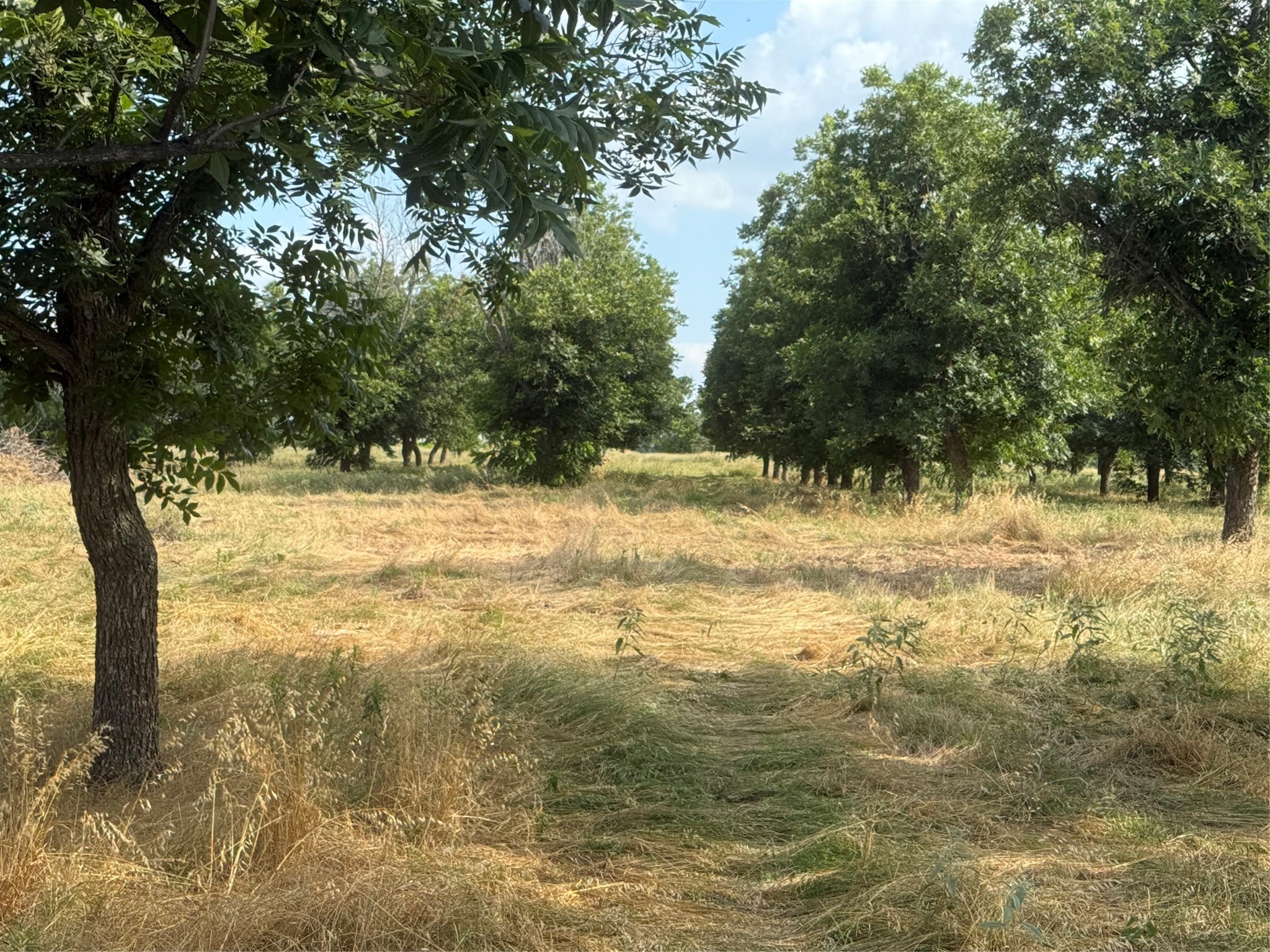 TBD CR 416, Comanche, TX, 76442 | 20960765 | Realty Texas LLC