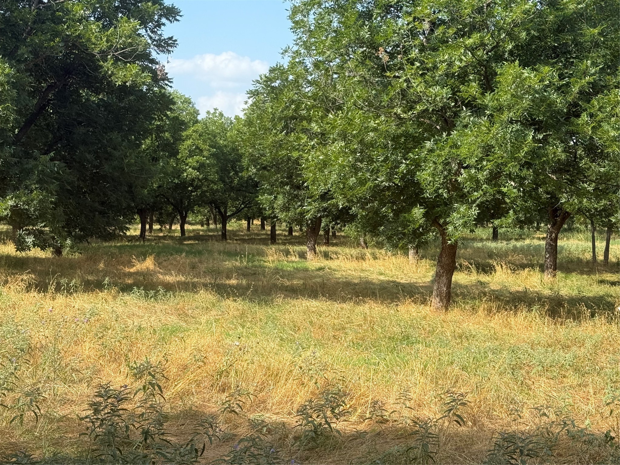 TBD CR 416, Comanche, TX, 76442 | 20960765 | Realty Texas LLC