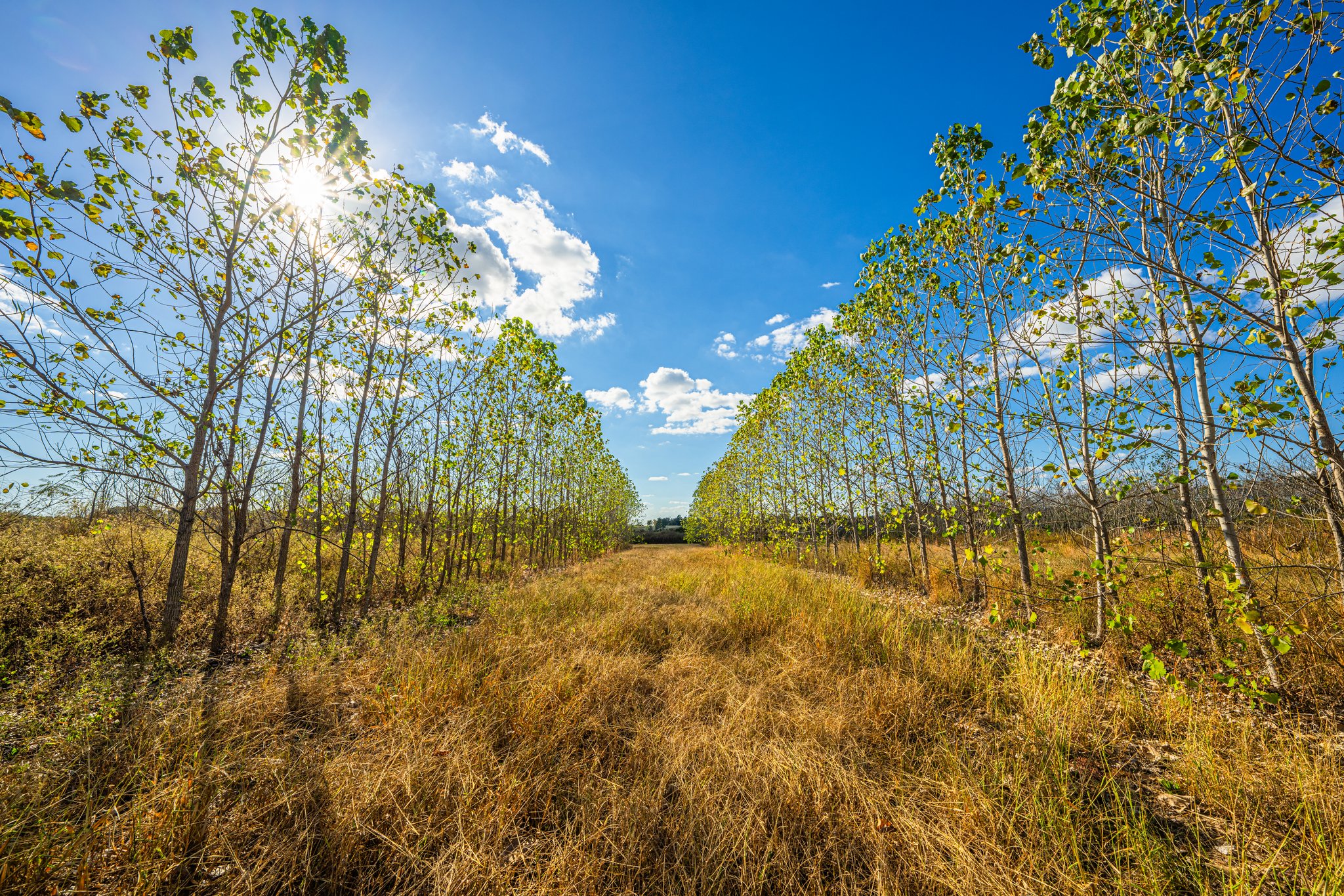 00 County Road 3411, Chandler, TX, 75758 | 3781360 | Realty Texas LLC