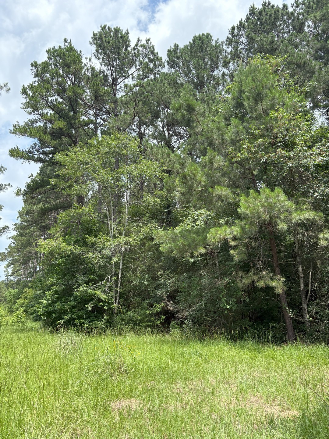 TBD County Road 425, Tenaha, TX, 75974 | 20964830 | Realty Texas LLC