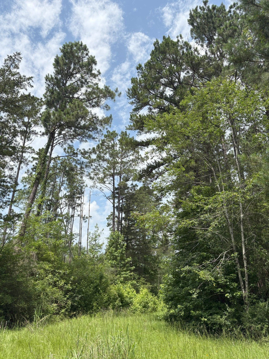 TBD County Road 425, Tenaha, TX, 75974 | 20964830 | Realty Texas LLC