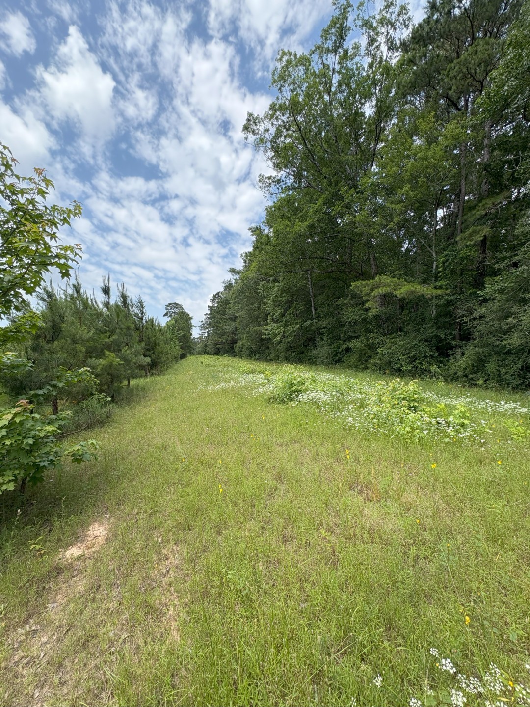 TBD County Road 425, Tenaha, TX, 75974 | 20964830 | Realty Texas LLC