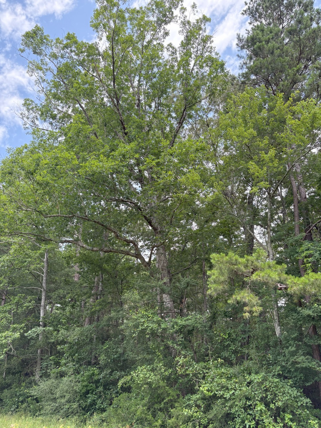 TBD County Road 425, Tenaha, TX, 75974 | 20964830 | Realty Texas LLC