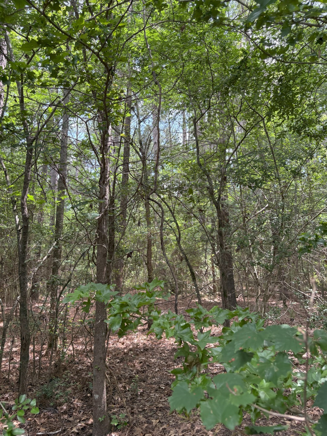 TBD County Road 425, Tenaha, TX, 75974 | 20964830 | Realty Texas LLC