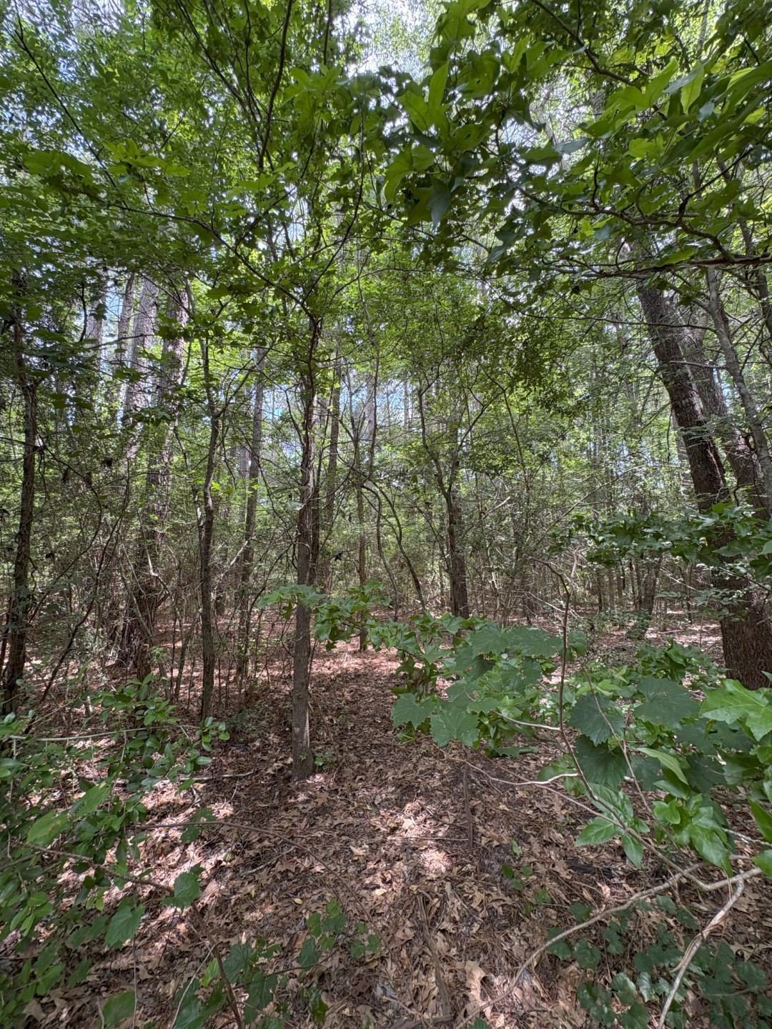 TBD County Road 425, Tenaha, TX, 75974 | 20964830 | Realty Texas LLC