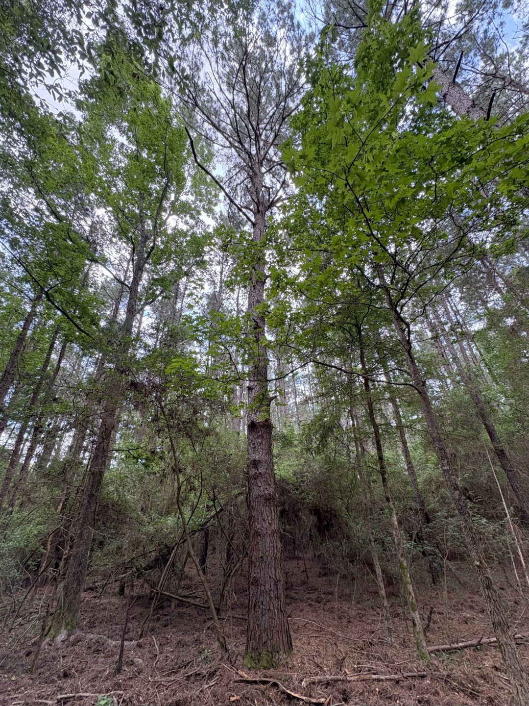 TBD County Road 425, Tenaha, TX, 75974 | 20964830 | Realty Texas LLC