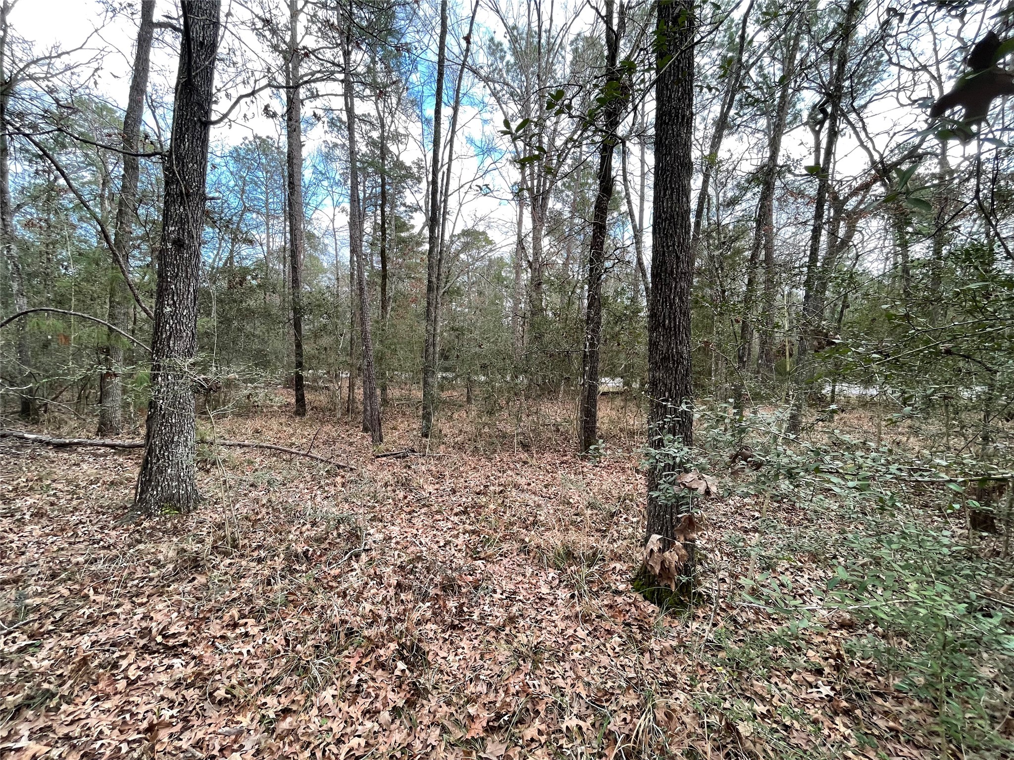 TBD Fir Court, Huntsville, TX, 77320 | 46124226 | Realty Texas LLC