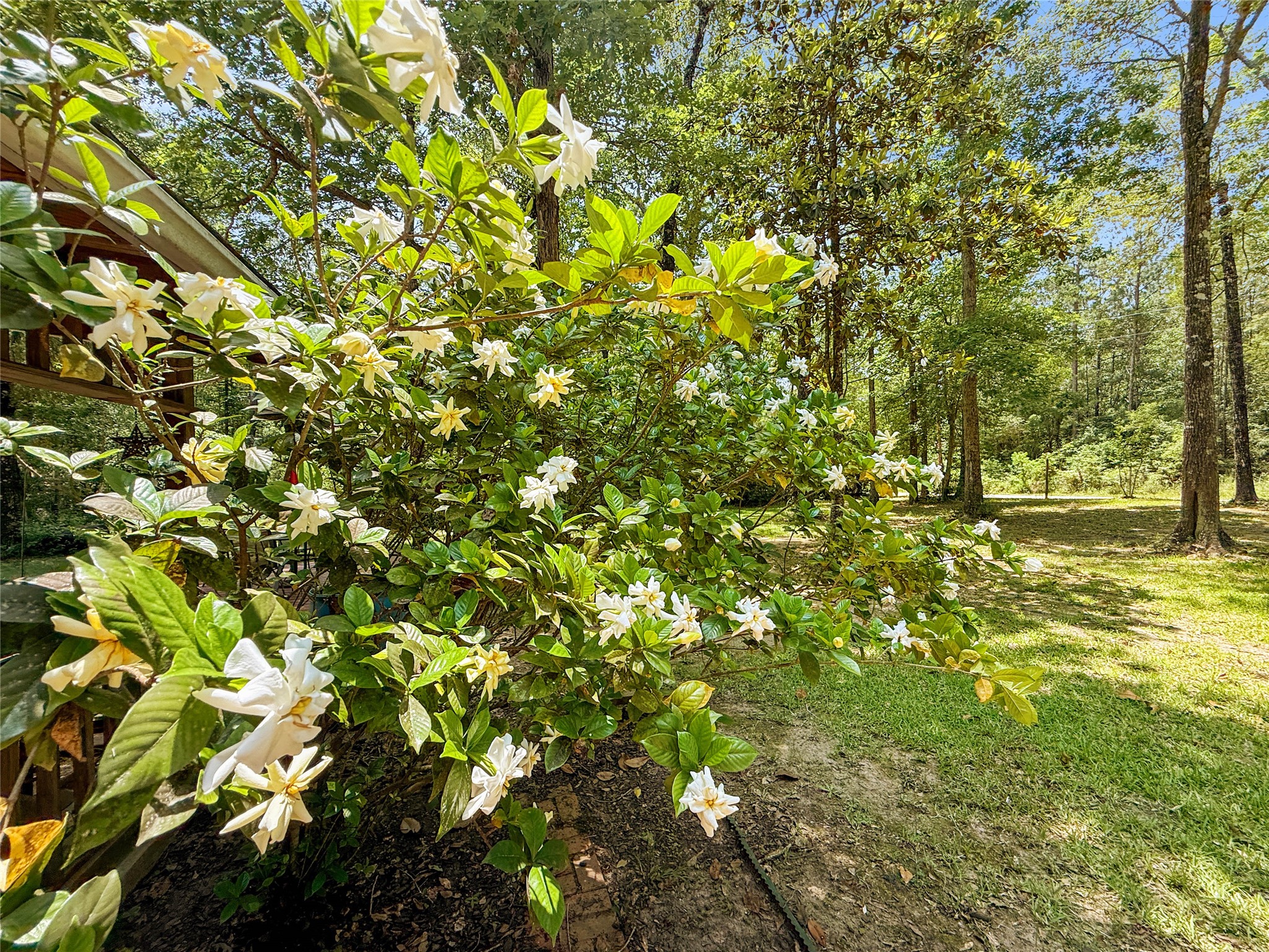 6455 Sapp Graveyard Rd, Kountze, TX, 77625 | 50463334 | Realty Texas LLC