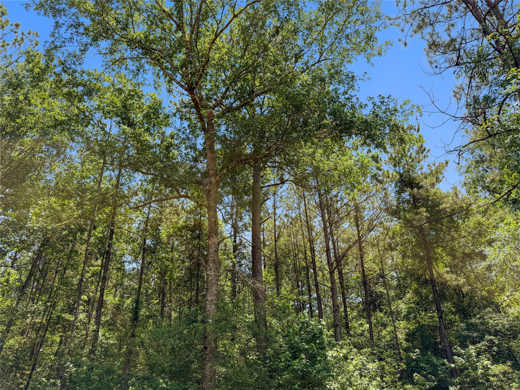 6455 Sapp Graveyard Rd, Kountze, TX, 77625 | 50463334 | Realty Texas LLC