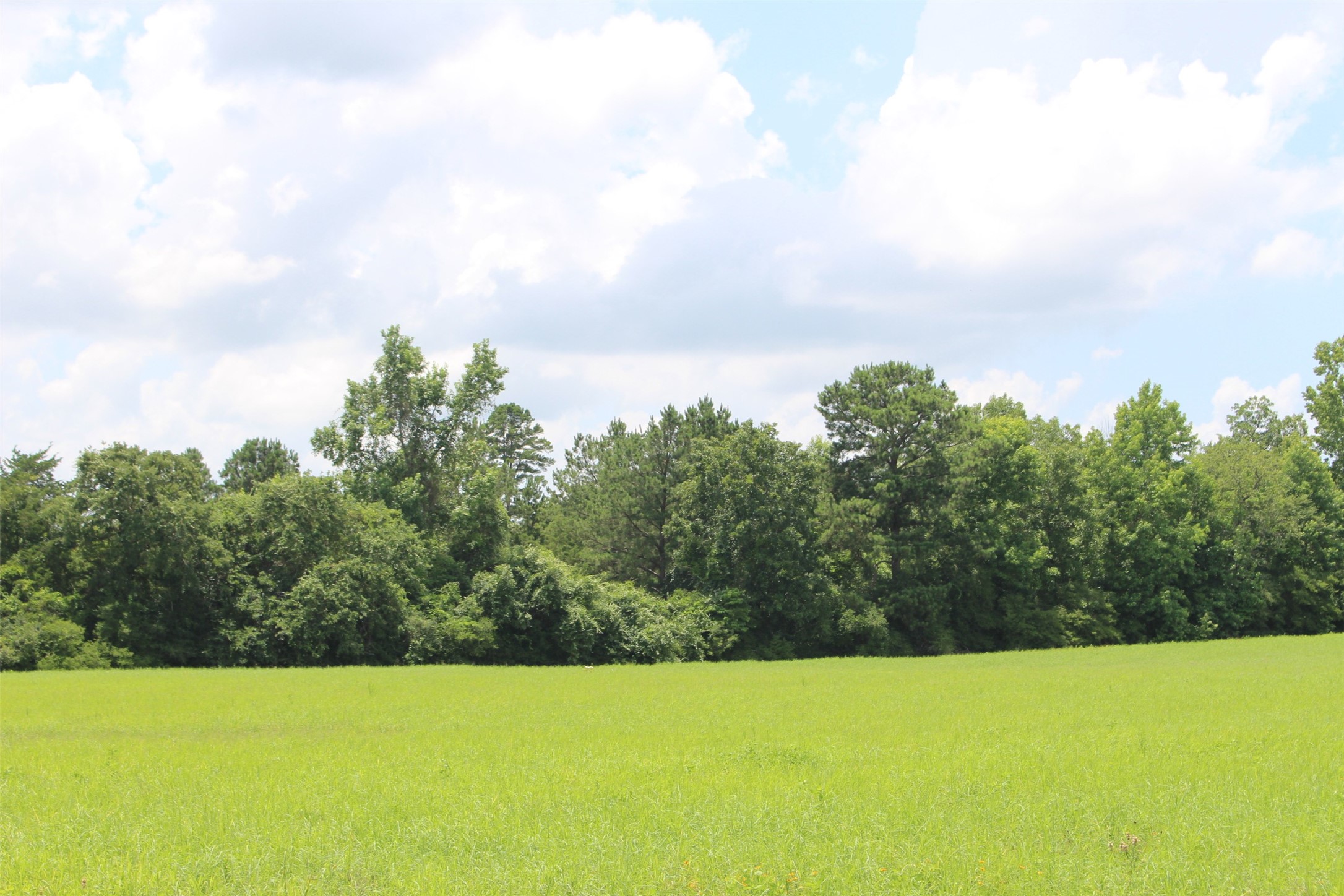 000 Private Road 1310, Centerville, TX, 75833 | 42252314 | Realty Texas LLC