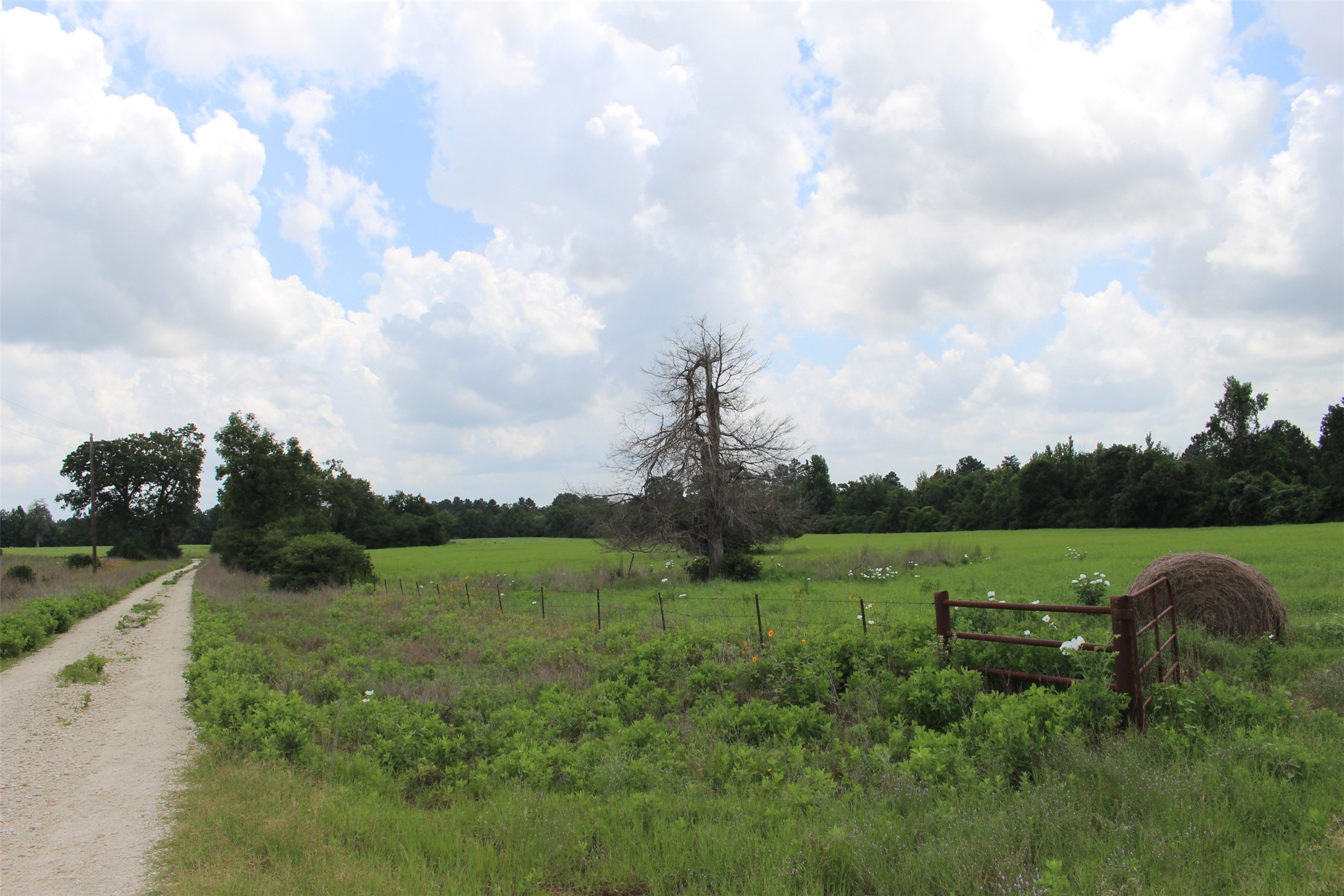 000 Private Road 1310, Centerville, TX, 75833 | 42252314 | Realty Texas LLC