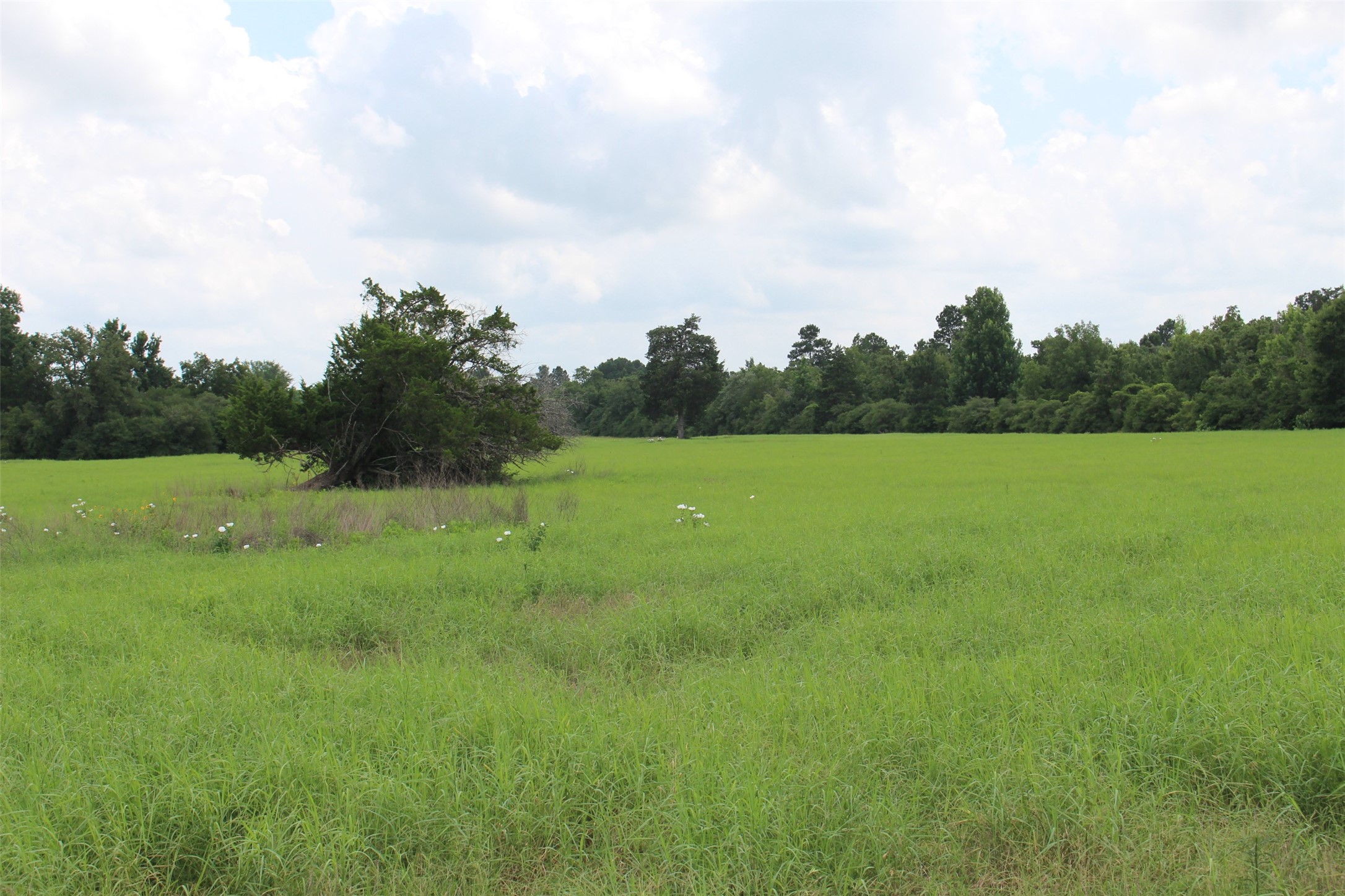 000 Private Road 1310, Centerville, TX, 75833 | 42252314 | Realty Texas LLC