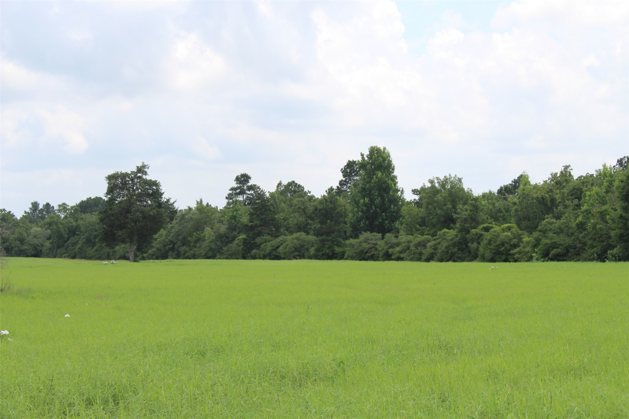 000 Private Road 1310, Centerville, TX, 75833 | 42252314 | Realty Texas LLC