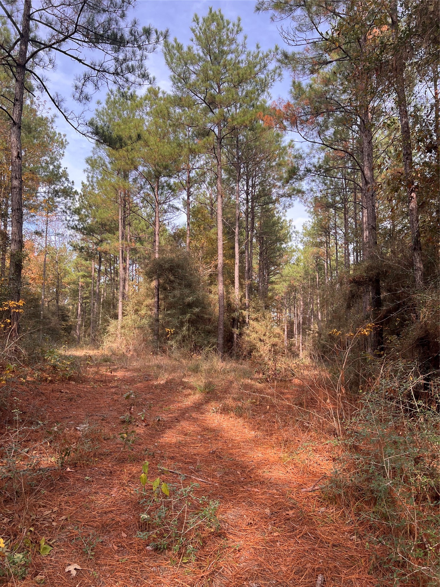 1432 FM 1745 S, Chester, TX, 75936 | 48193693 | Realty Texas LLC