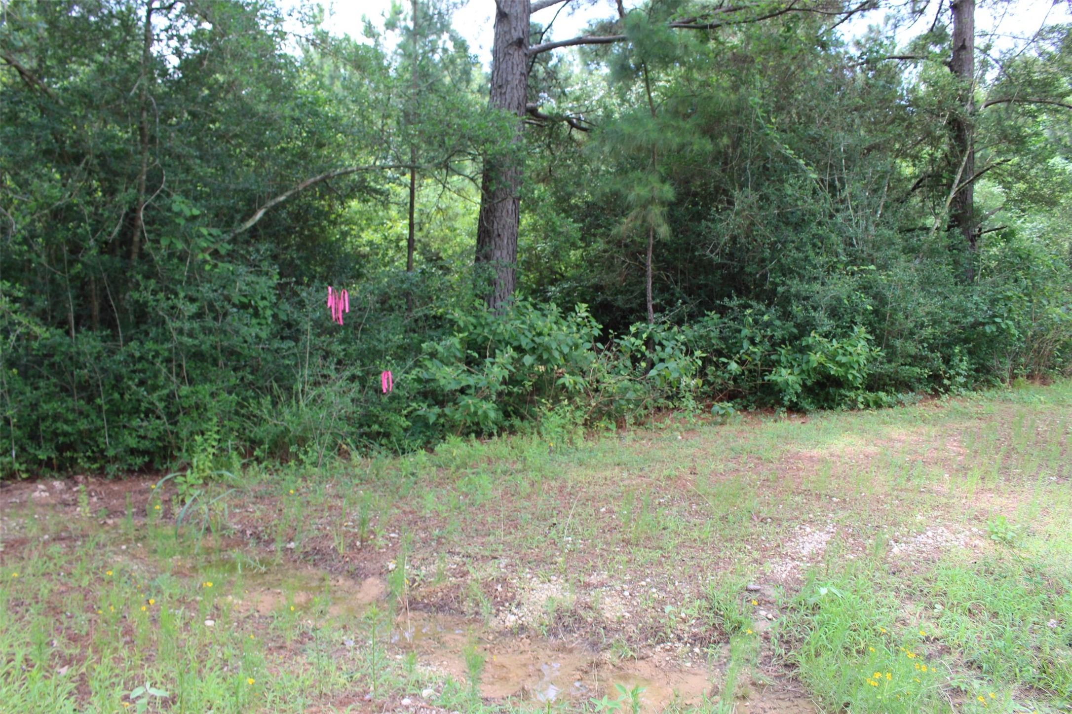 Tract 164 Private Road 1311, Centerville, TX, 75833 | 7740605 | Realty Texas LLC