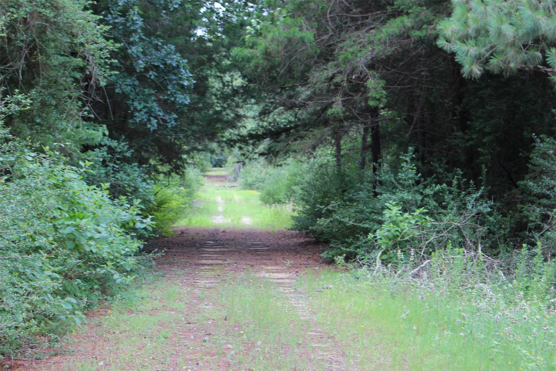 Tract 164 Private Road 1311, Centerville, TX, 75833 | 7740605 | Realty Texas LLC