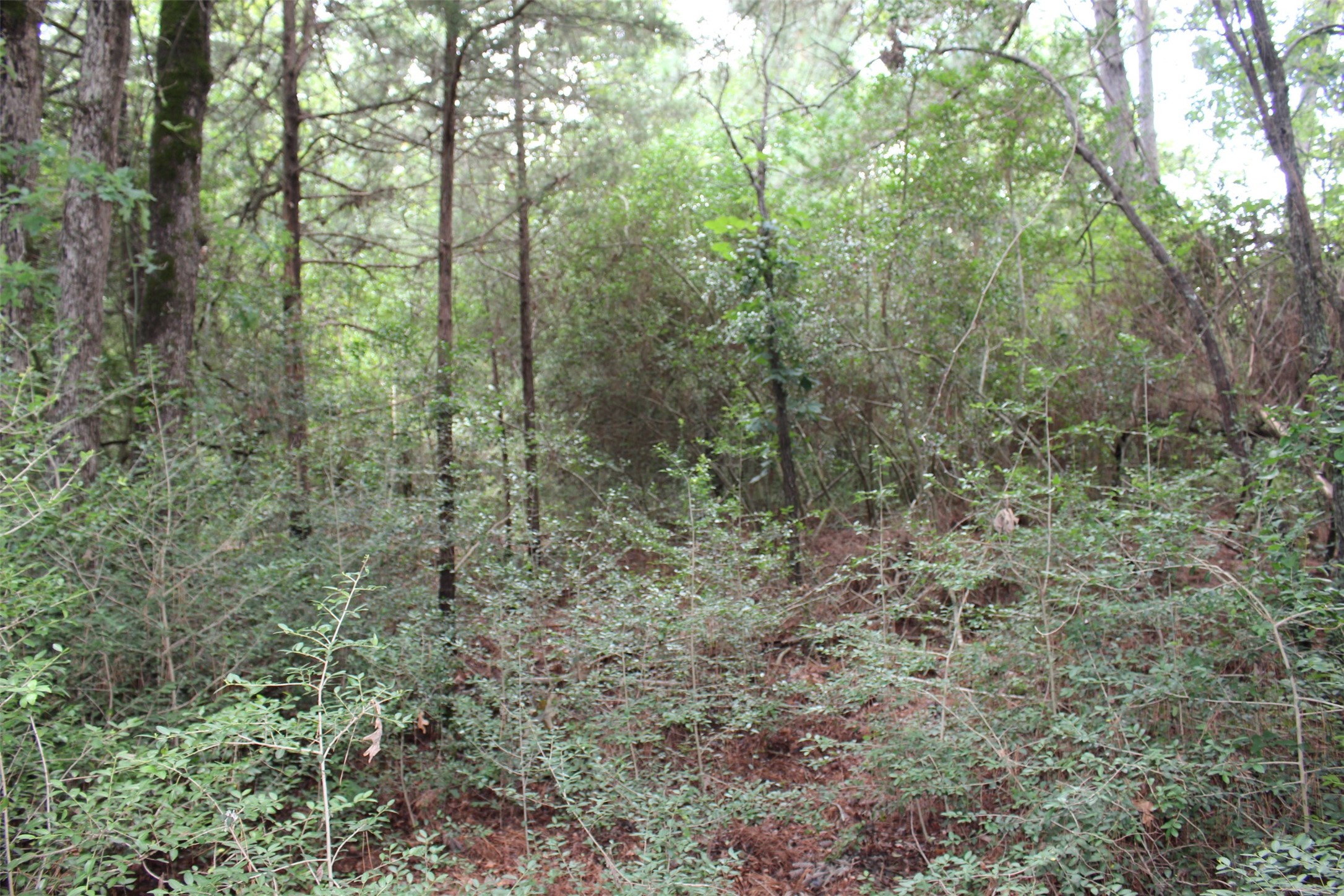 Tract 164 Private Road 1311, Centerville, TX, 75833 | 7740605 | Realty Texas LLC