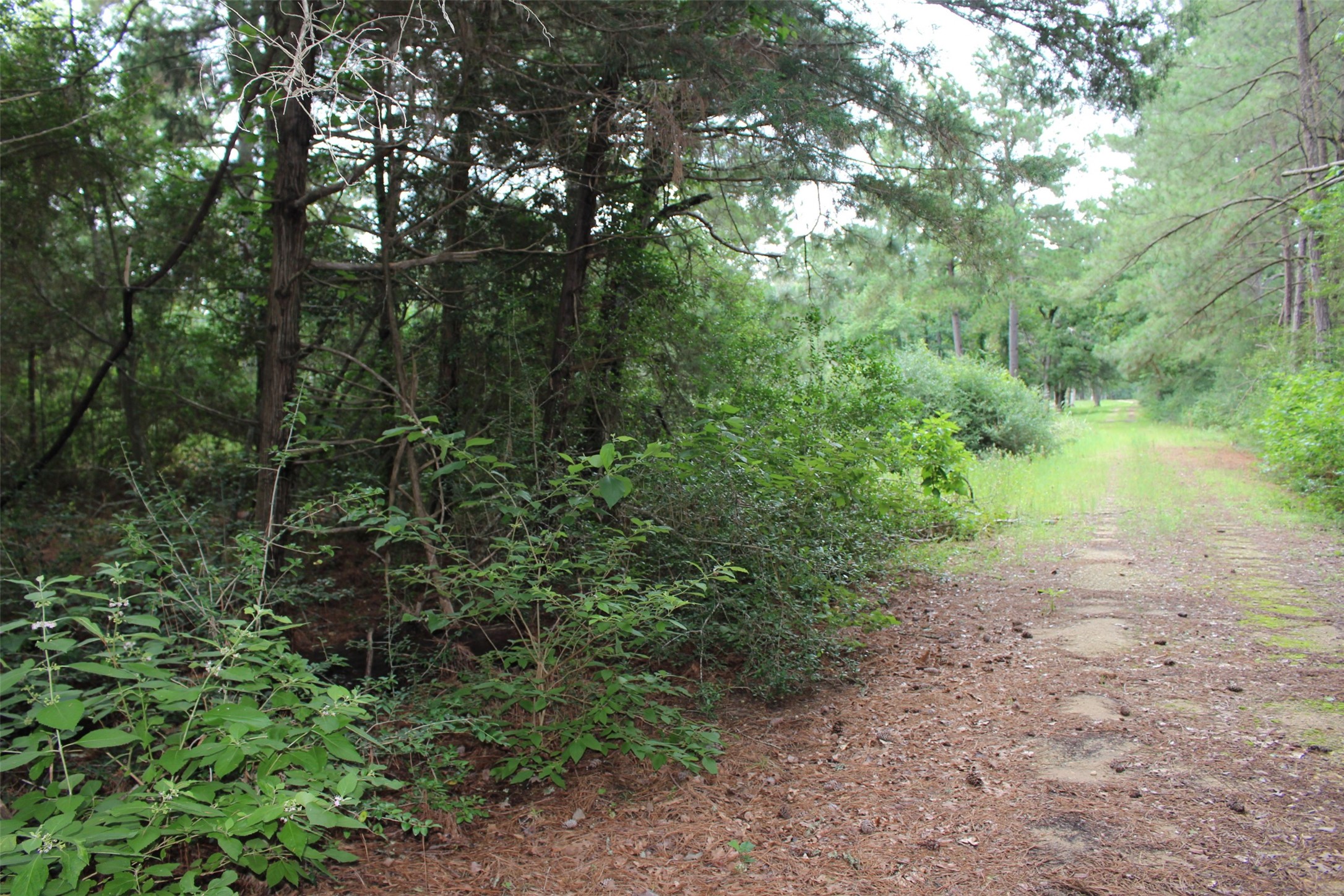 Tract 164 Private Road 1311, Centerville, TX, 75833 | 7740605 | Realty Texas LLC