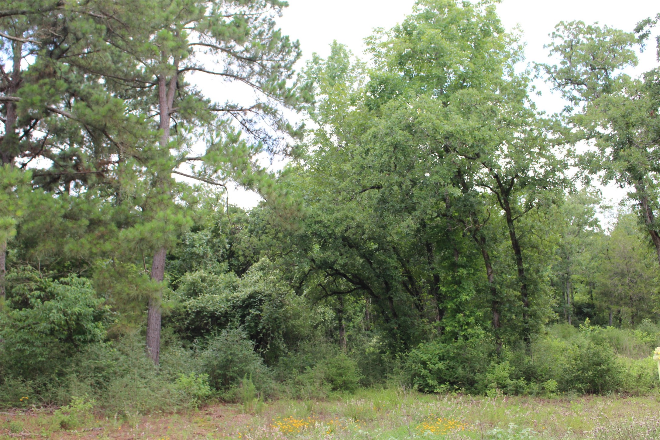 Tract 164 Private Road 1311, Centerville, TX, 75833 | 7740605 | Realty Texas LLC