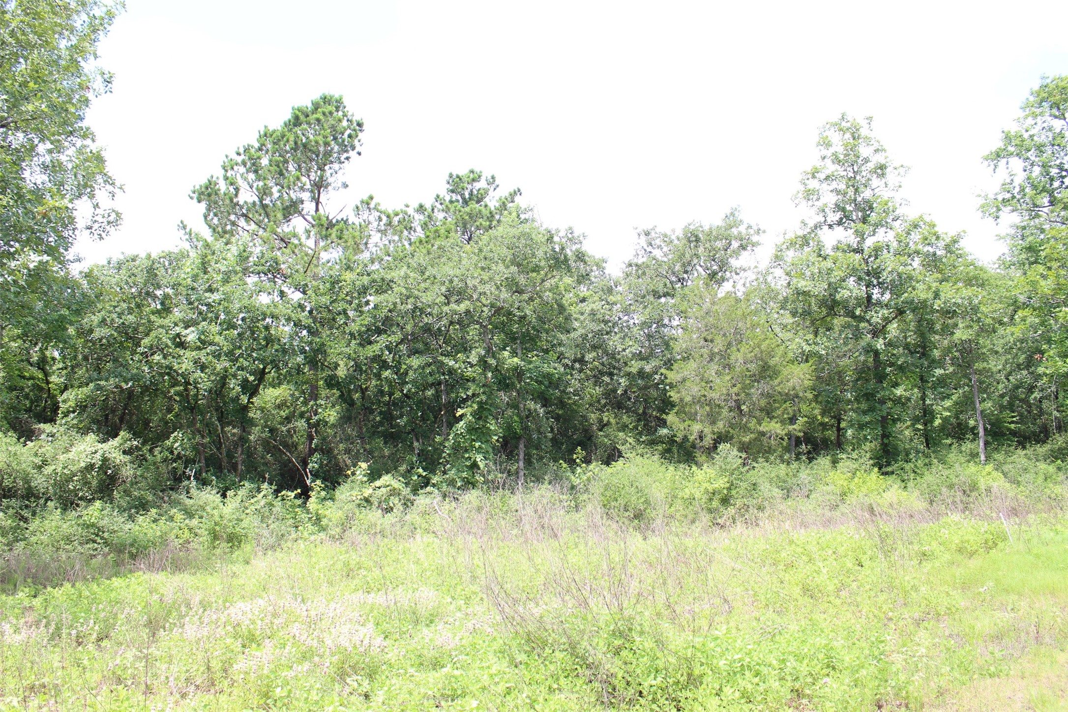 Tract 164 Private Road 1311, Centerville, TX, 75833 | 7740605 | Realty Texas LLC