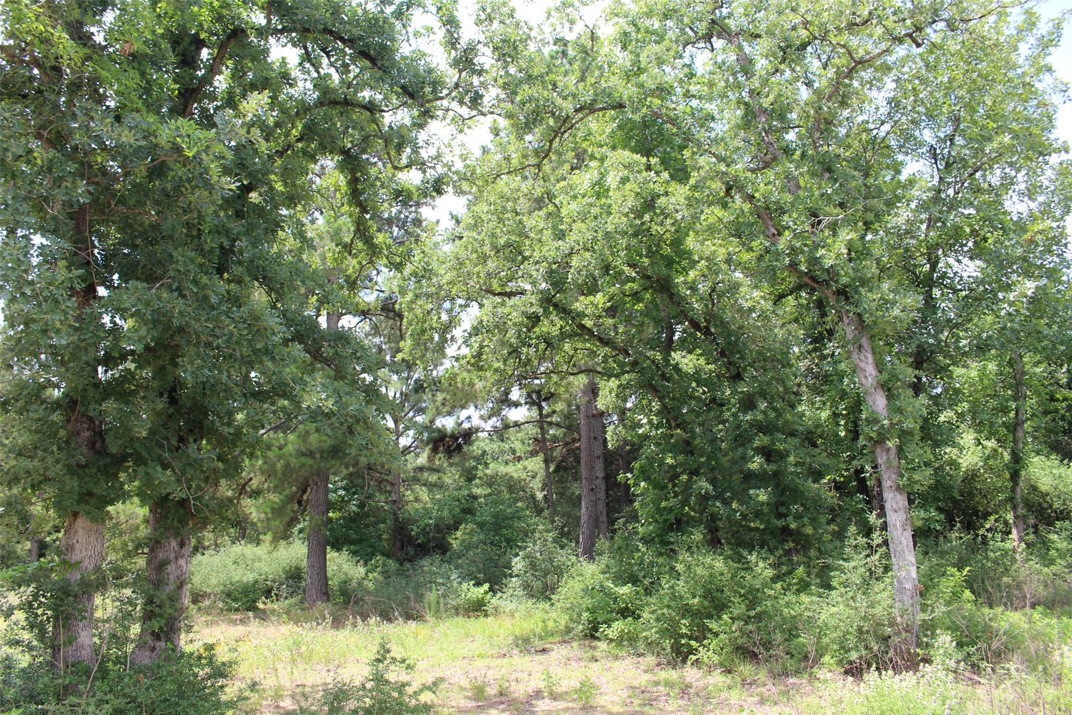Tract 164 Private Road 1311, Centerville, TX, 75833 | 7740605 | Realty Texas LLC
