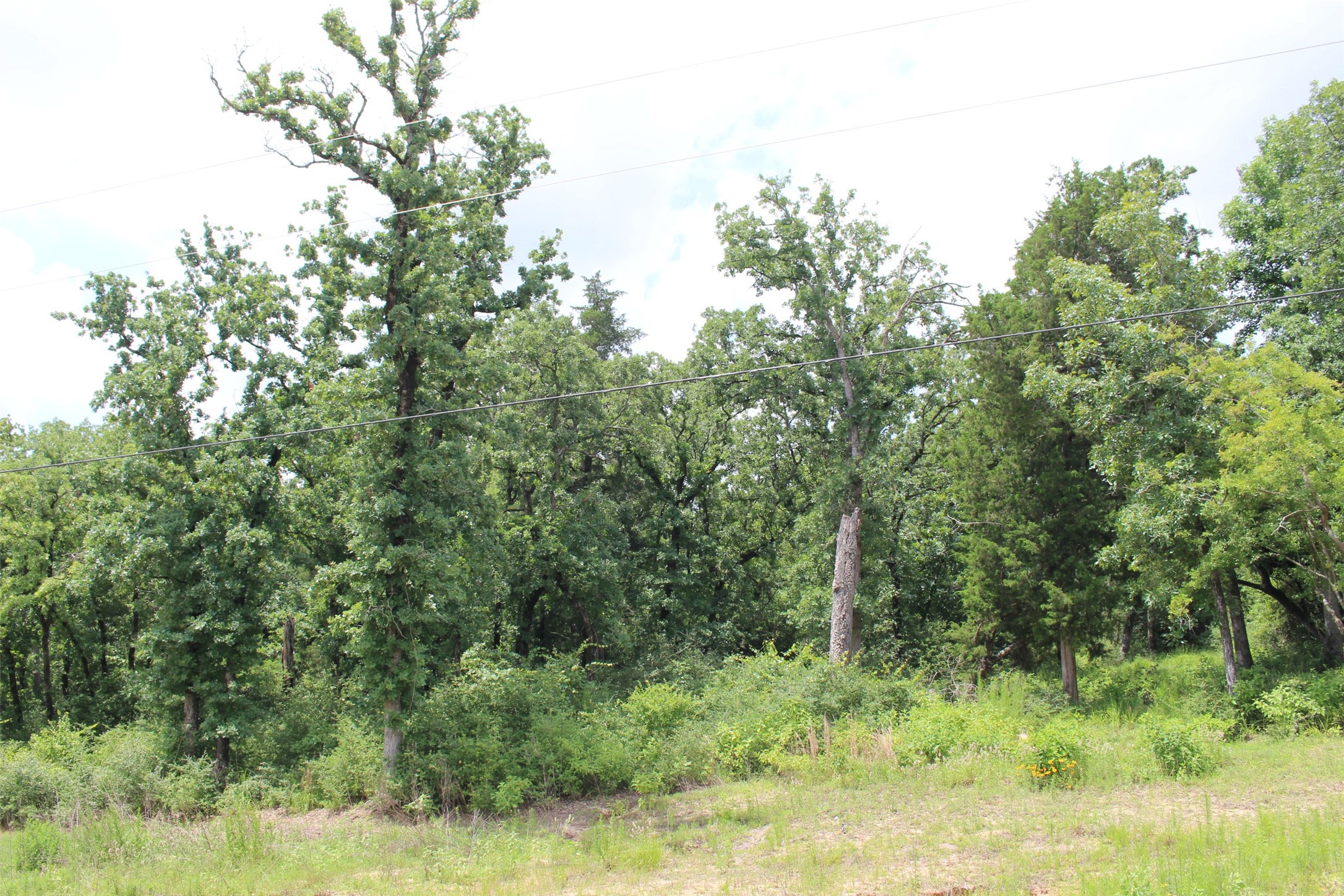 Tract 164 Private Road 1311, Centerville, TX, 75833 | 7740605 | Realty Texas LLC