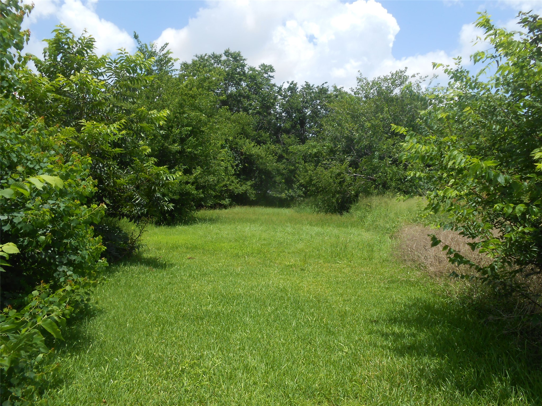 1118 Elberta Street, Houston, TX, 77051 | 41622835 | Realty Texas LLC