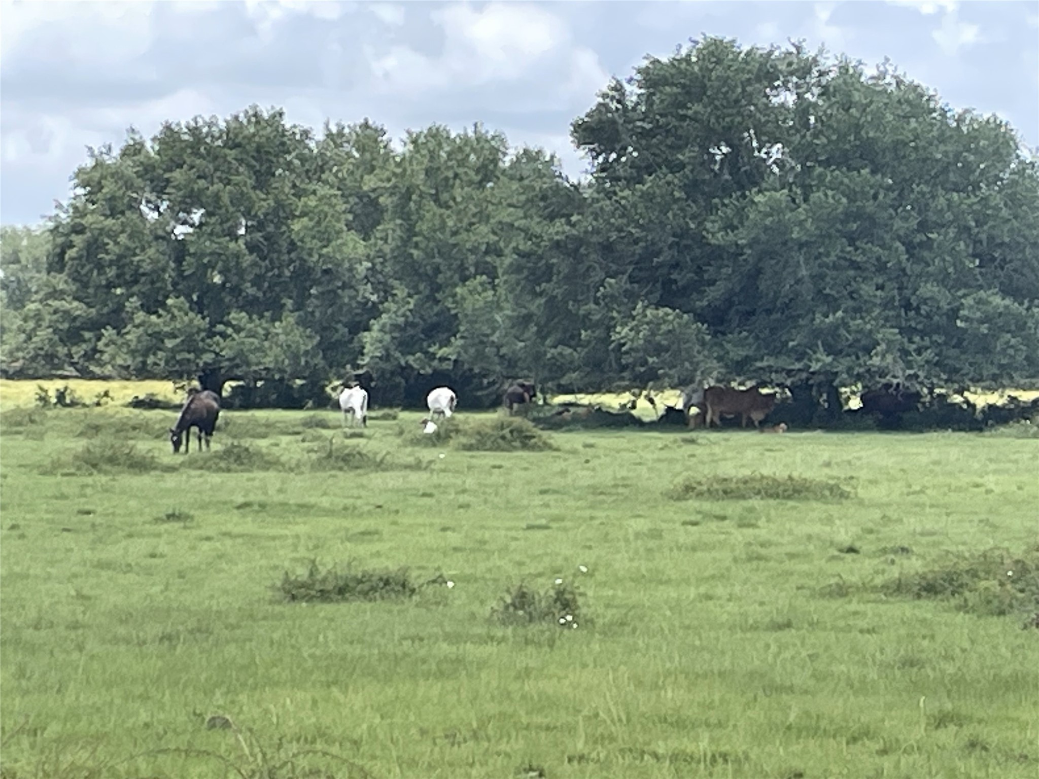 0 Cr-392, Alvin, TX, 77511 | 89044463 | Realty Texas LLC