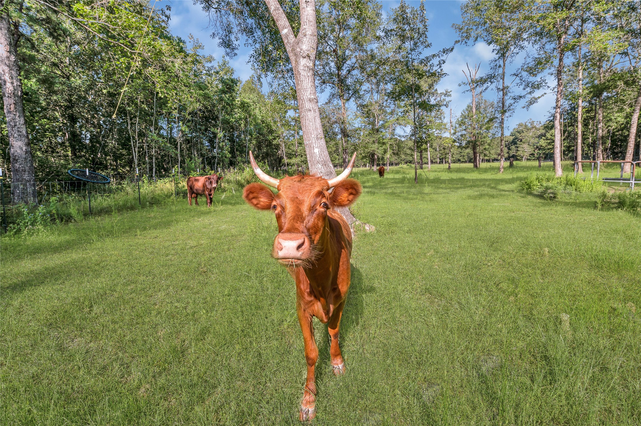 80 Road 3017b, Dayton, TX, 77535 | 94185903 | Realty Texas LLC