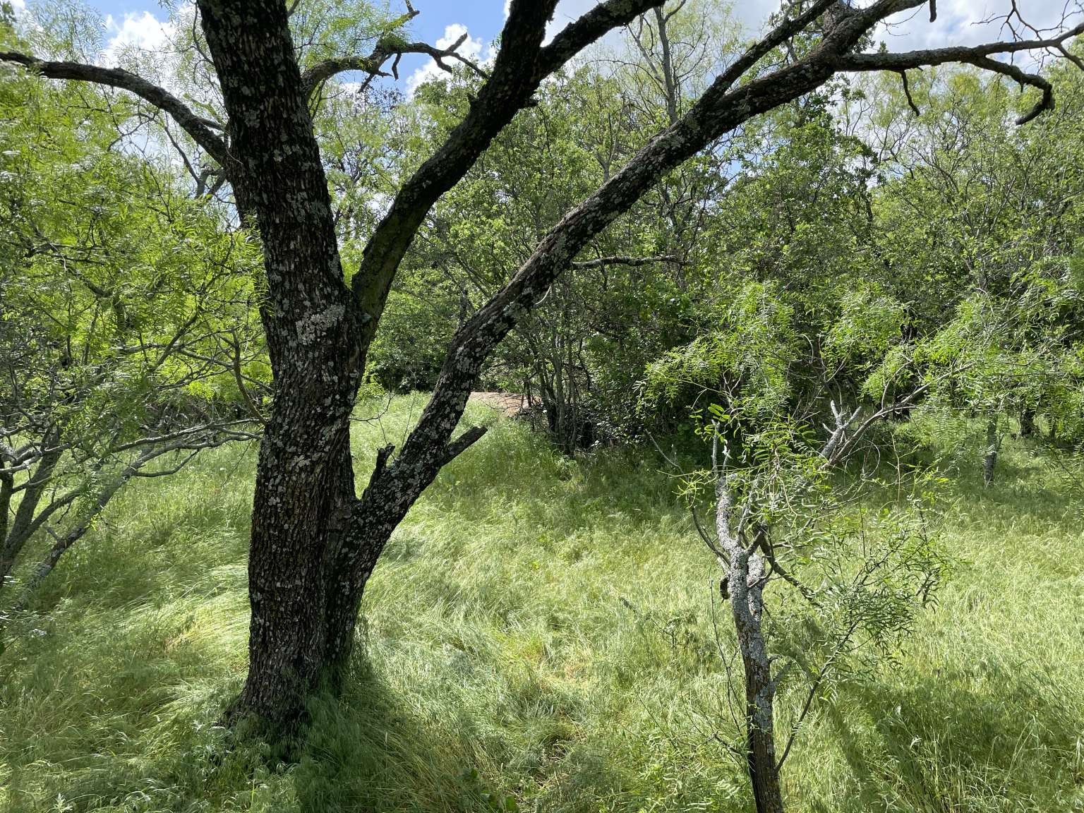 0 Cr-1990, Chico, TX, 76431 | 20978884 | Realty Texas LLC