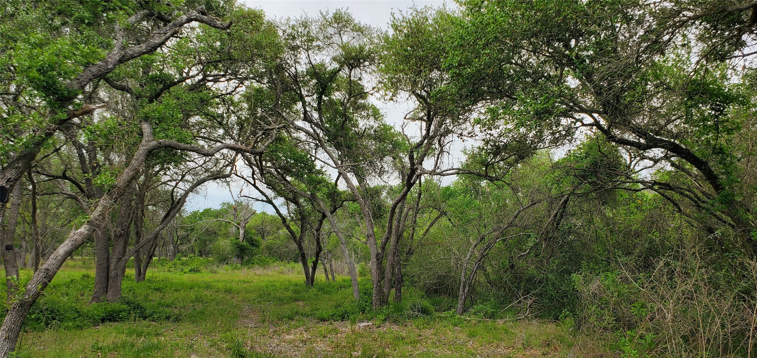 TBD Specklebelly Lane Lot 252, Columbus, TX, 78934 | 91301239 | Realty Texas LLC