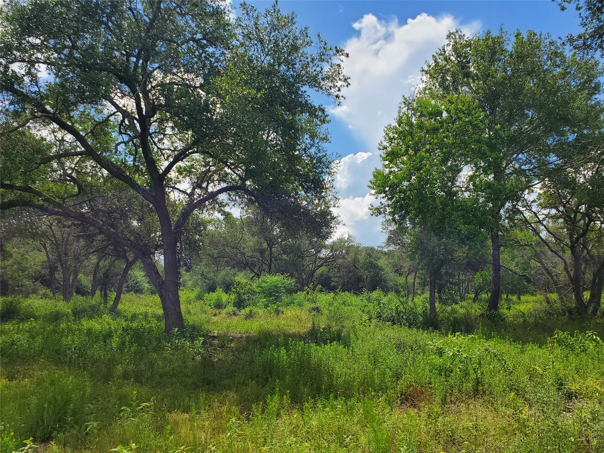 TBD Specklebelly Lane Lot 252, Columbus, TX, 78934 | 91301239 | Realty Texas LLC