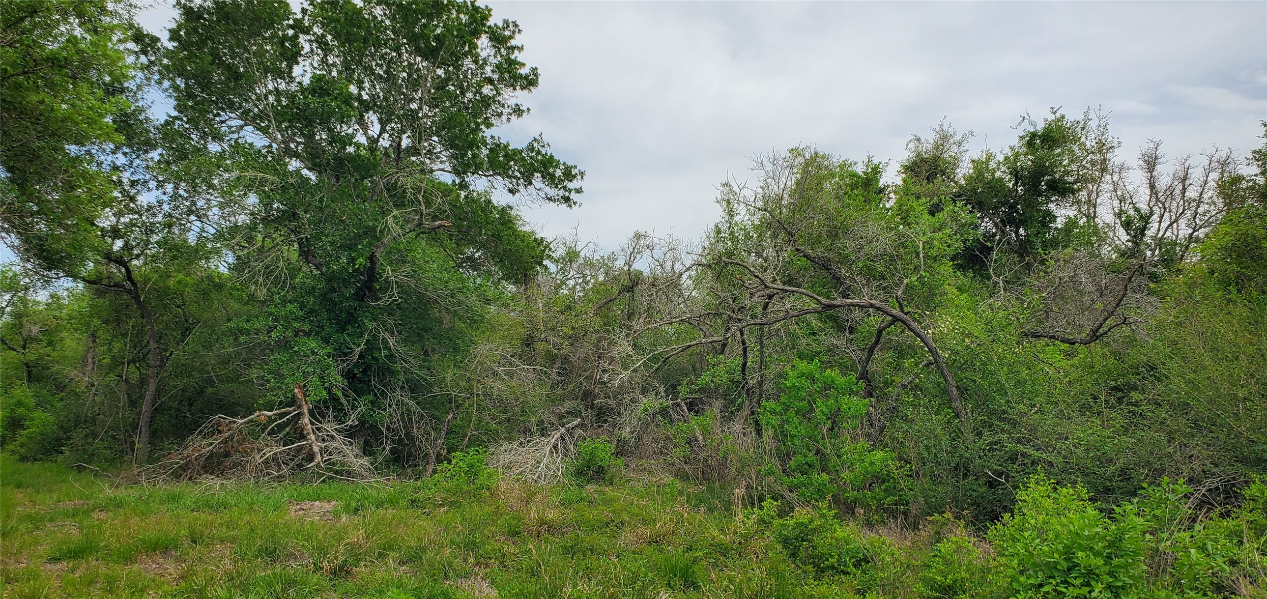 TBD Specklebelly Lane Lot 252, Columbus, TX, 78934 | 91301239 | Realty Texas LLC
