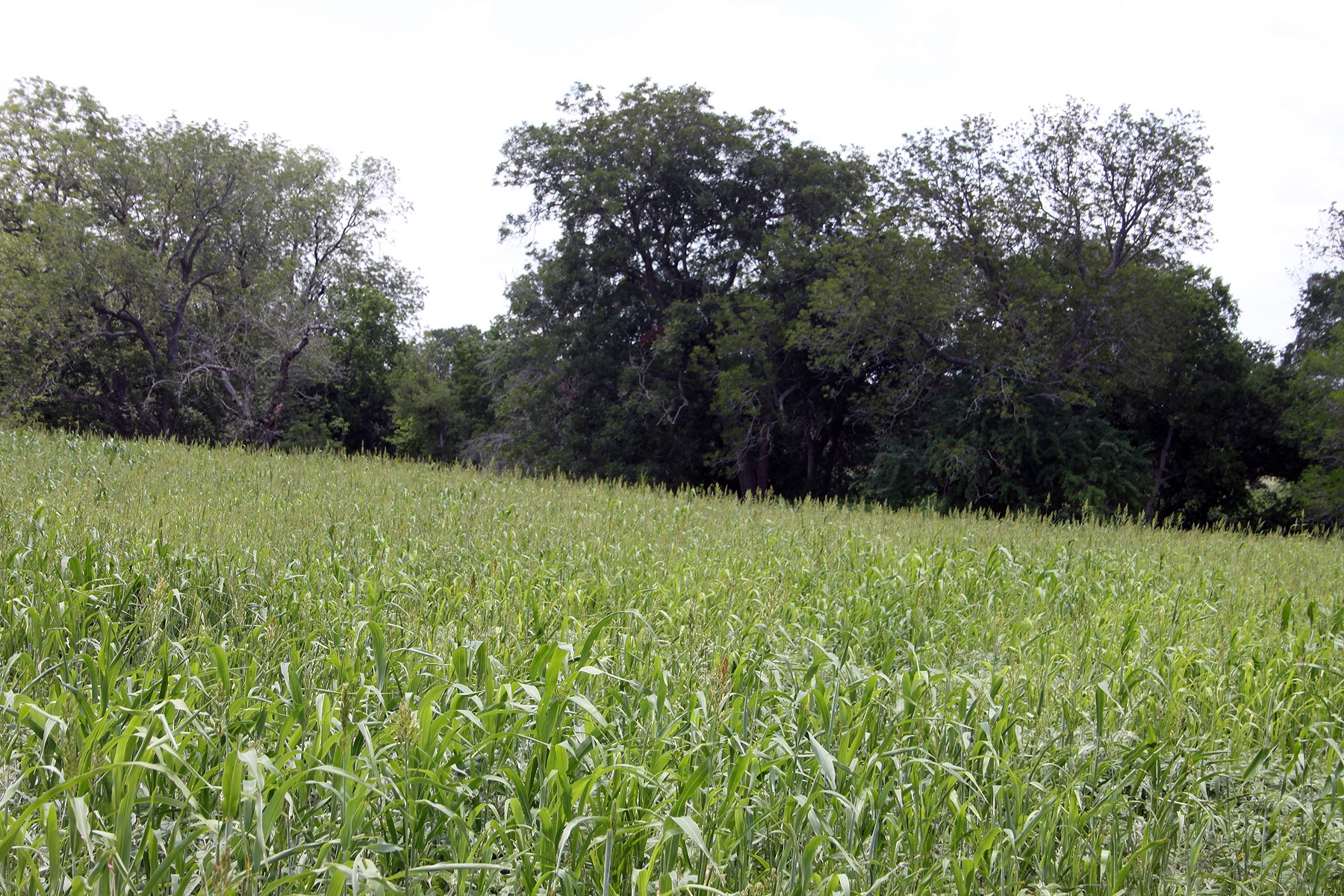 9411 FM 86 Highway, Lockhart, TX, 78644 | 3523845 | Realty Texas LLC