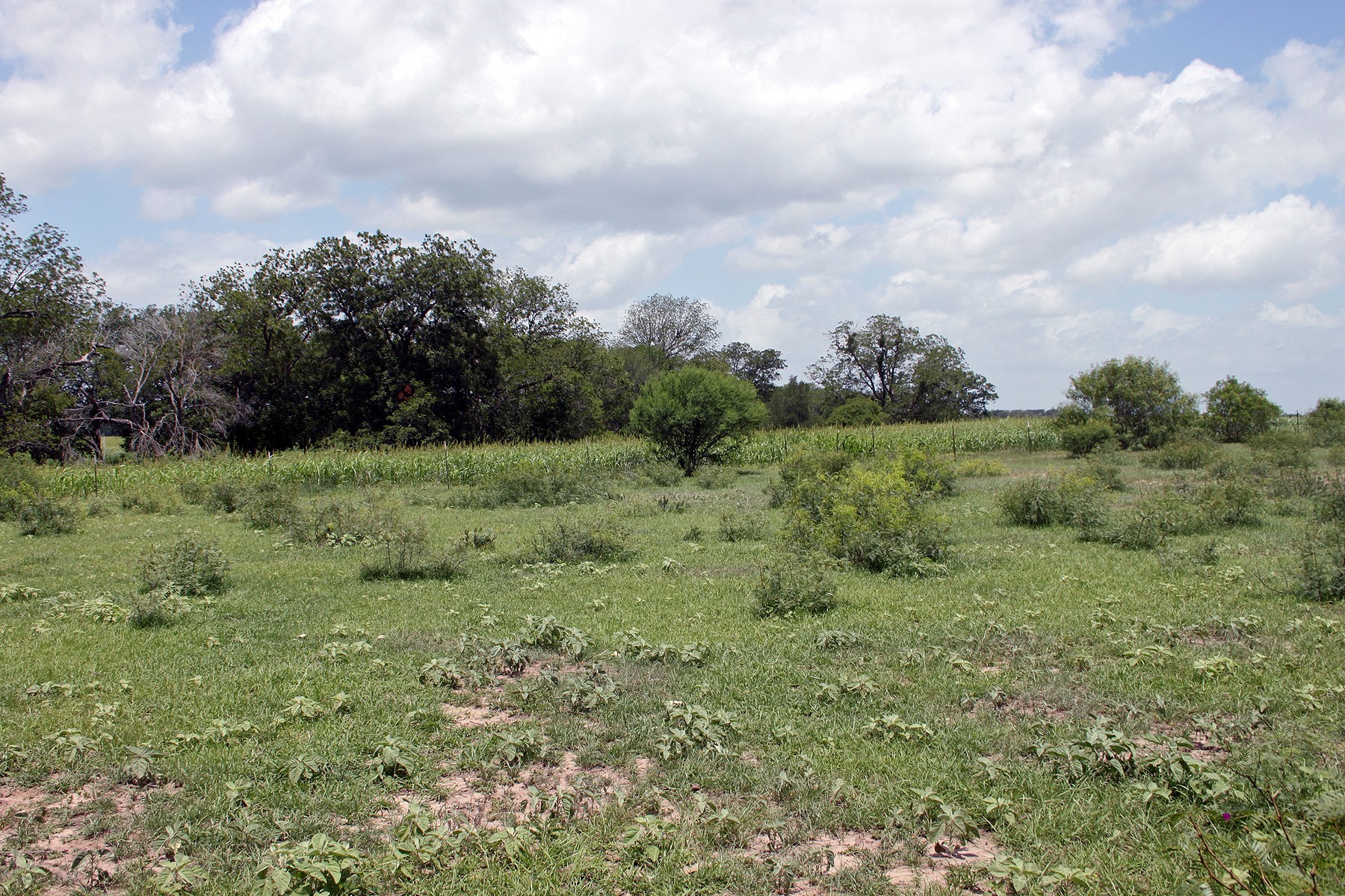 9411 FM 86 Highway, Lockhart, TX, 78644 | 3523845 | Realty Texas LLC