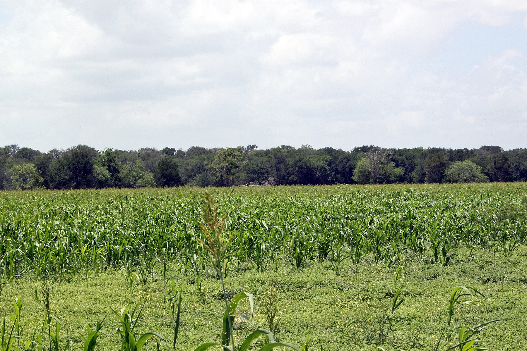 9411 FM 86 Highway, Lockhart, TX, 78644 | 3523845 | Realty Texas LLC