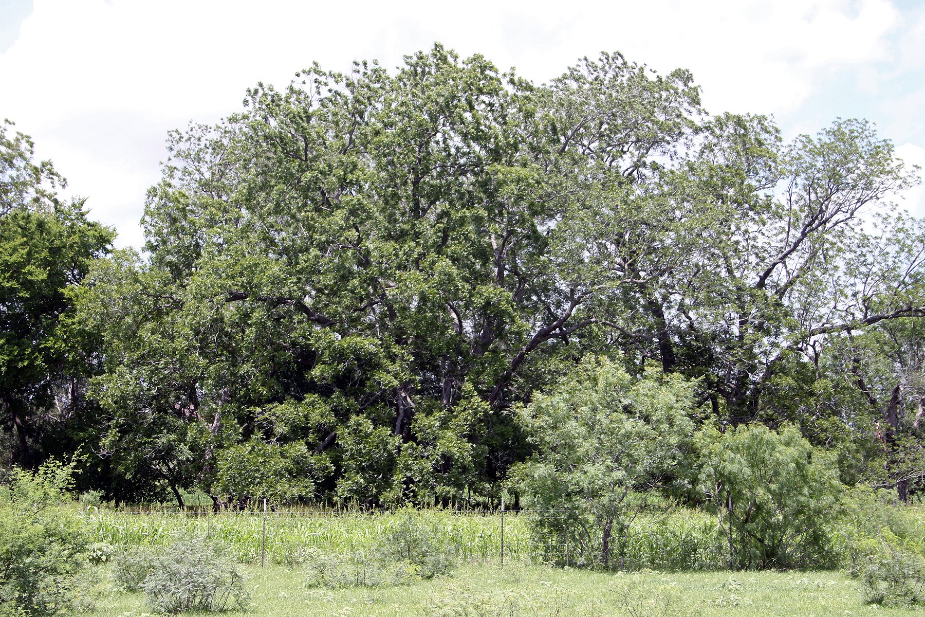 9411 FM 86 Highway, Lockhart, TX, 78644 | 3523845 | Realty Texas LLC
