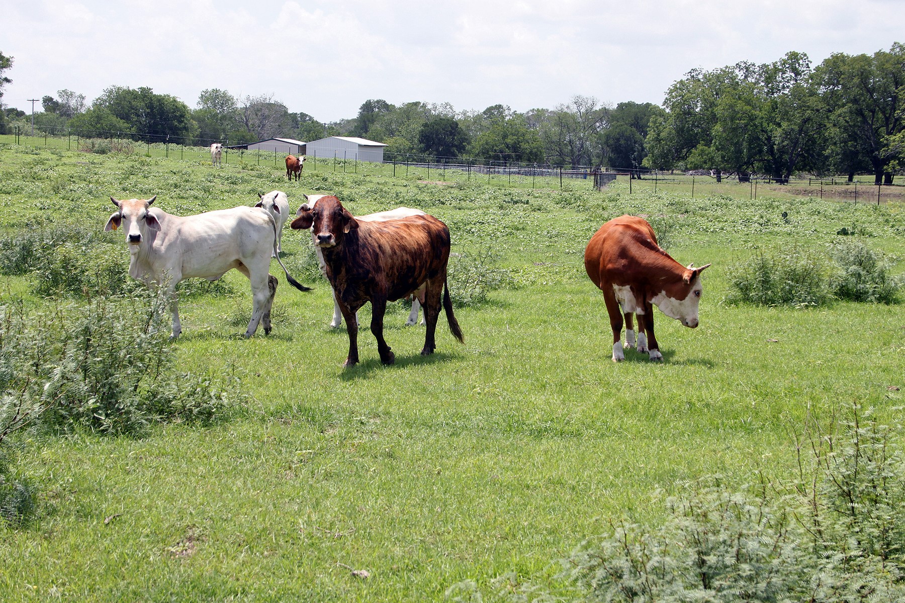 9411 FM 86 Highway, Lockhart, TX, 78644 | 3523845 | Realty Texas LLC