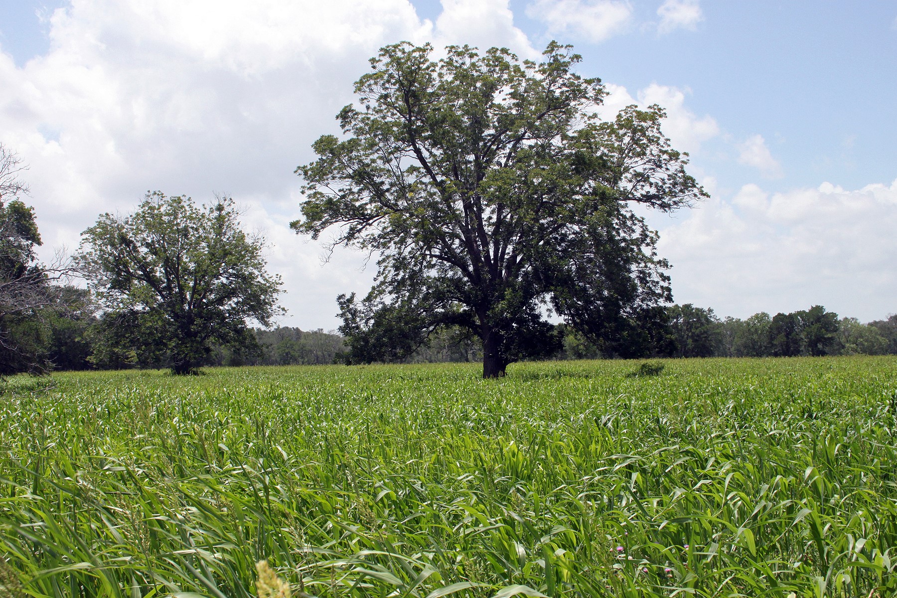 9411 FM 86 Highway, Lockhart, TX, 78644 | 3523845 | Realty Texas LLC