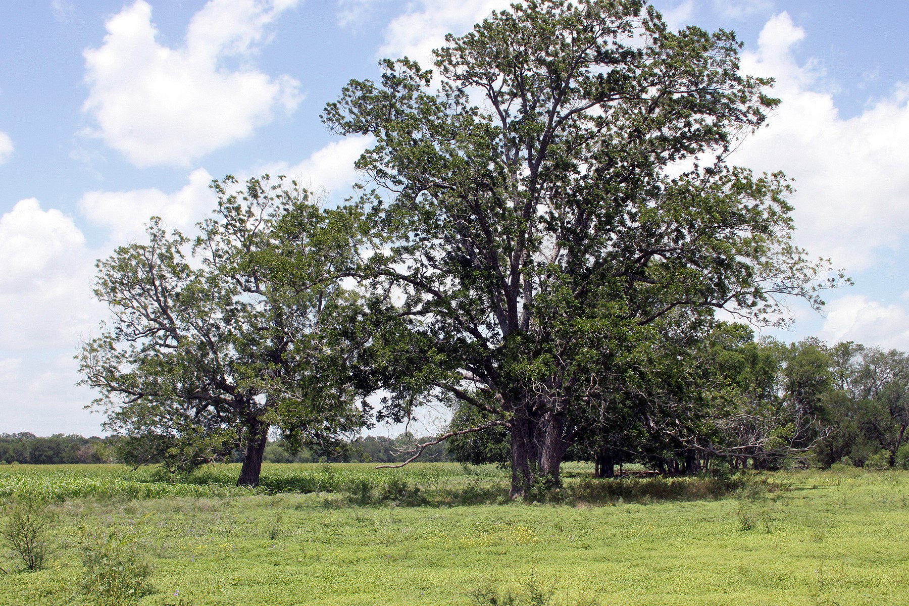 9411 FM 86 Highway, Lockhart, TX, 78644 | 3523845 | Realty Texas LLC