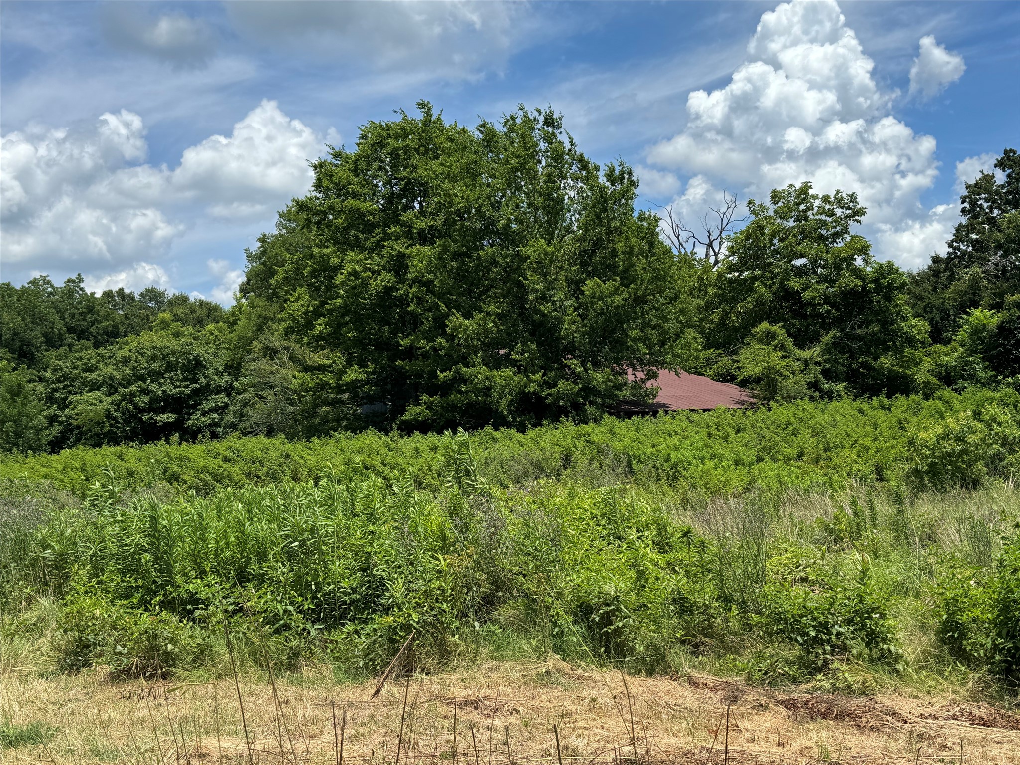 TBD County Road 3925, Mt Pleasant, TX, 75455 | 20982339 | Realty Texas LLC