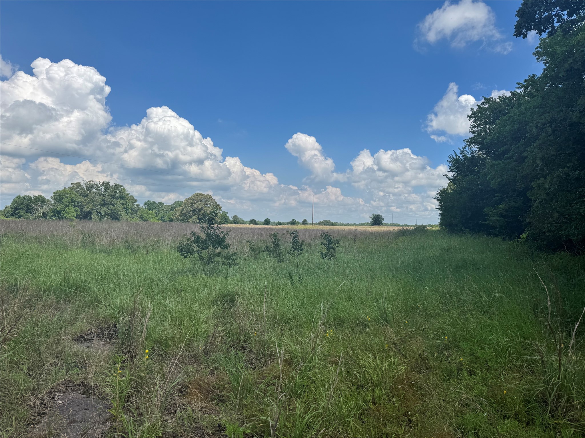TBD County Road 3925, Mt Pleasant, TX, 75455 | 20982339 | Realty Texas LLC