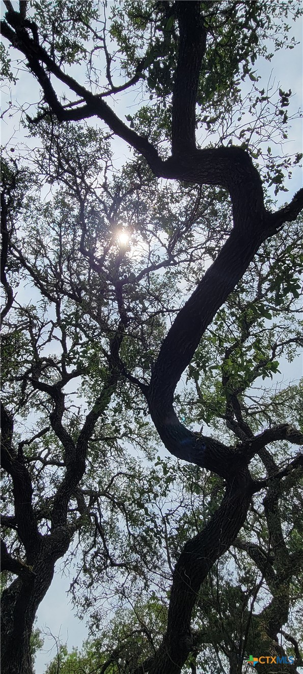 1391 Covered Wagon, Spring Branch, TX, 78070 | 600940 | Realty Texas LLC