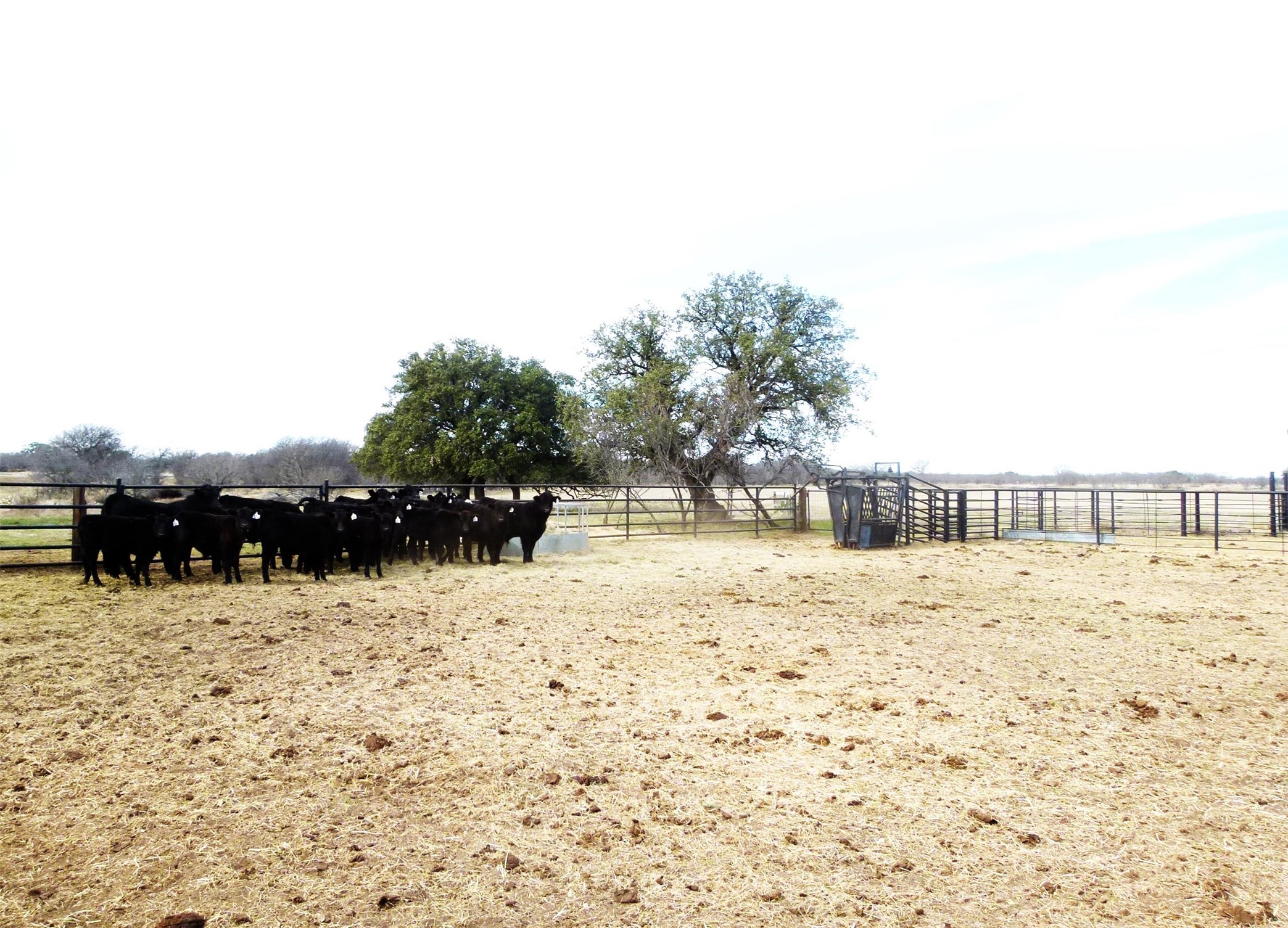 6500A FM 586, Bangs, TX, 76823 | 21152814 | Realty Texas LLC