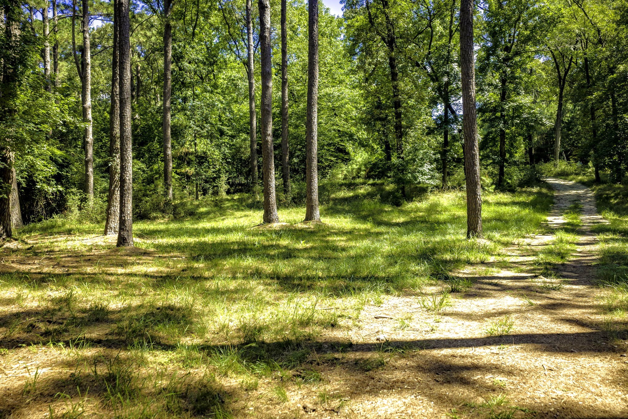 TBD Pine Circle, Trinity, TX, 75862 | 49470862 | Realty Texas LLC